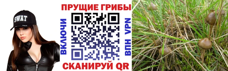 Галлюциногенные грибы GOLDEN TEACHER  цены наркотик  Кремёнки 